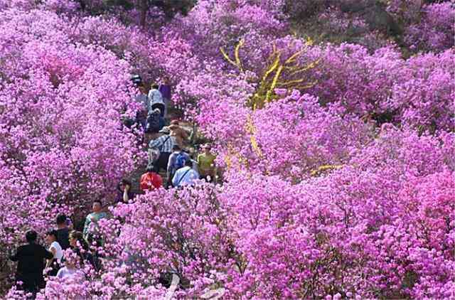 青岛西海岸杜鹃花会参观指南