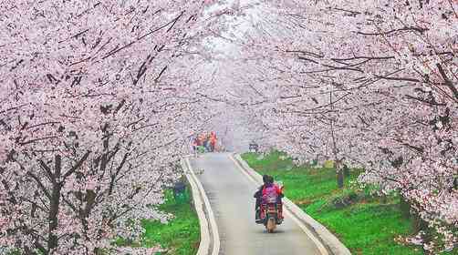 贵州平坝樱花什么时候开？贵州樱花赏花攻略