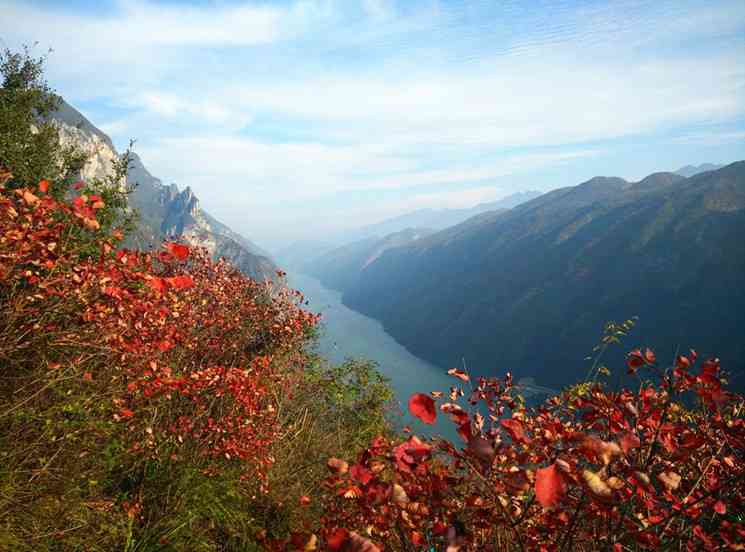 三峡红叶你知道多少