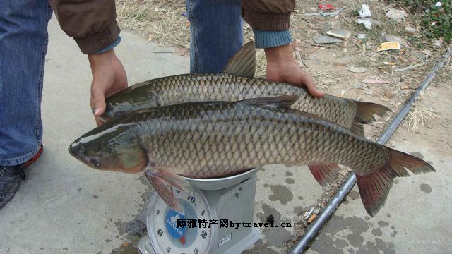 漳河水库草鱼