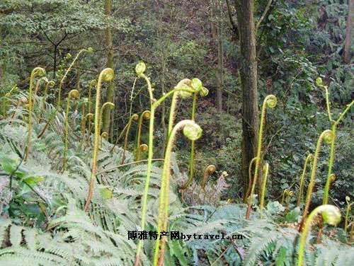 野生厥菜