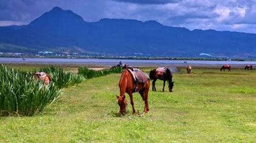 <丽江-拉市海1日游>骑马、划船、午餐 往返接送（当地游）