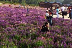 深圳到峨眉山旅游 峨眉山旅游攻略 深圳到四川双飞四天休闲游