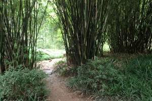 重庆到茶山竹海旅游_重庆到茶山竹海旅游报价_茶山竹海一日游