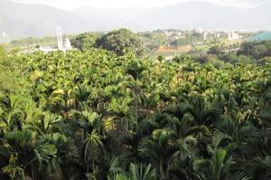 武汉到明堂山看杜鹃花武汉到天峡风景区和明堂山散客2日游