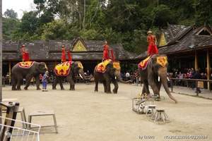 [西双版纳　大巴+双飞4日旅游线路]西双版纳境内专享游