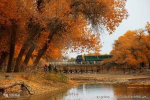 十月份到额济纳旗胡杨林旅游：阿拉善胡杨林、西夏王陵双卧八日游